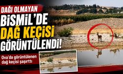 Dağı Olmayan Bismil'de Dağ Keçisi Görüntülendi