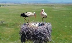 Dicle Elektrik, Göçmen Kuşları Koruma Projesini Genişletiyor