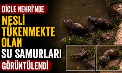 Dicle Nehri'nde Nesli Tükenmekte Olan Su Samurları Görüntülendi
