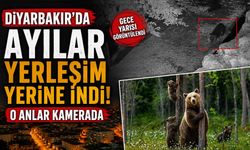 Diyarbakır'da Ayılar Yerleşim Yerine İndi: O Anlar Kamerada