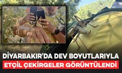 Diyarbakır'da Dev Etçil Çekirgeler Görüntülendi