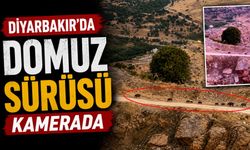 Diyarbakır'da Domuz Sürüsü Kamerada