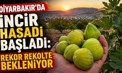 Diyarbakır'da İncir Hasadı Başladı: Rekor Rekolte Bekleniyor