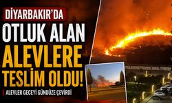 Diyarbakır'da otluk alan alevlere teslim oldu