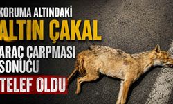 Koruma Altındaki Altın Çakal Araç Çarpması Sonucu Telef Oldu