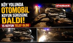 Köy Yolunda Otomobil Koyun Sürüsüne Daldı: 15 Koyun Telef Oldu