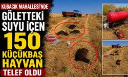 Kubacık Mahallesi'nde Göletteki Suyu İçen 150 Küçükbaş Hayvan Telef Oldu