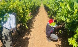 Tarım Ekiplerinden Bağ Sahalarında Külleme Mesaisi