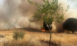 Trafo Yangınında 1 Hektarlık Ağaçlık Alan Küle Dönüştü