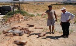 Yol Kenarına Atılan At Kafatasları Ve Kemikleri Vatandaşları Tedirgin Etti