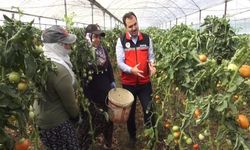1990'larda Rafa Kaldırılmıştı Şimdi Yılda 26 Bin Ton Sebze Üretiyorlar