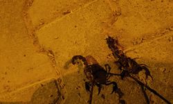 Batman’da Sıcaklıklar Artınca Akrepler Evlere Girmeye Başladı