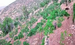 Domuzlar Tarım Arazilerine İndi: Fıstık ve Bağlar Zarar Gördü