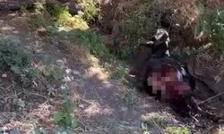 Baykan’da Kurt Saldırısı: Eşek Telef Oldu