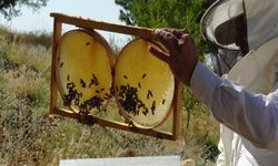 Bal Hasadına Son 10 Gün: Arıcılar Bu Sene Umutlu
