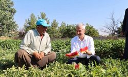 Belediye Başkanı Tarlaya Girdi: Milyonlarca Fidenin Hasadı Başladı