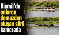 Bismil’de onlarca domuzdan oluşan sürü kamerada