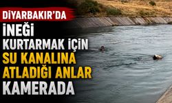 Diyarbakır’da İneği Kurtarmak İçin Su Kanalına Atladığı Anlar Kamerada
