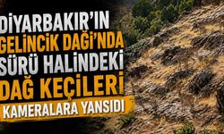 Diyarbakır’ın Gelincik Dağı'nda Sürü Halindeki Dağ Keçileri Kameralara Yansıdı