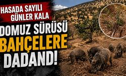Hasada Sayılı Günler Kala Domuz Sürüsü Bahçelere Dadandı