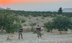 Jandarmadan Fıstık Bahçelerine Sıkı Nöbet