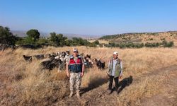 Kayıp 50 Küçükbaş Hayvan Jandarma Tarafından Bulundu