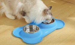 KEDİ VE KÖPEKLER İÇİN MAMA VE KEDİ KUMU SATIN ALINACAKTIR
