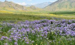 Şırnak'ta 2 Bin 650 Rakımda Lavanta Şöleni