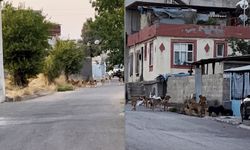 Gaziantep’te sürü halinde dolaşan sokak köpekleri tedirgin etti