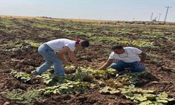 Kebeli Köyündeki Kavun ve Karpuz Tarlaları Incelendi