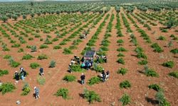 4 Ülkeden Gençler Kilis'te Üzüm Hasadında Buluştu