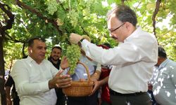 Tayfi üzümünde bereketli hasat dönemi