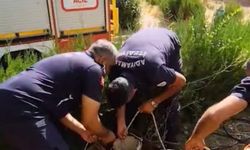 Yavru kedi kuyuya düştü, itfaiye kurtardı