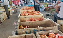 Çüngüş’te Ata Tohumu Domates Hasadı Başladı
