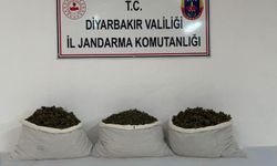 Diyarbakır’da uyuşturucu operasyonları: 253 bin kök kenevir ele geçirildi