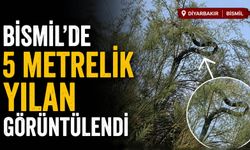 Bismil’de 5 Metrelik Yılan Görüntülendi