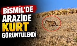 Bismil’de arazide kurt görüntülendi