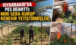 Diyarbakır'da pes dedirtti: Mini sera kurup kenevir yetiştirmişler