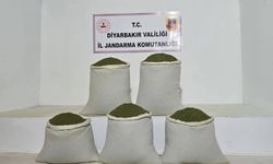 Diyarbakır’da uyuşturucu operasyonları: 14 bin kök kenevir ele geçirildi