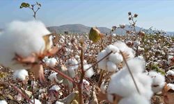 Pamukta kritik eşik: 2026 kütlü fiyatı kaç lira olacak?