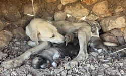 Sıkıştıkları Yerden Çıkarılan Yavru Köpekler Annelerinin Yanına Bırakıldı