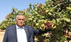‘Yeşil Altın’da Hasat Sürüyor: Üretici Fiyat Farkından Şikayetçi