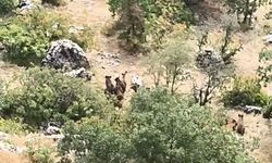 Yaylada ortaya çıkan domuz sürüsü dikkat çekti