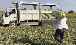Erken Saatlerde Başlayan Acur Hasadı Tarlalardan Toplanıyor
