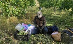 Sason’da Sonbahar Renkleriyle Birlikte Ceviz Mesaisi de Başladı