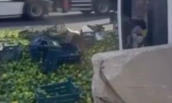 Mandalina yüklü kamyon devrildi, yol meyveyle doldu