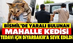 Bismil’de Yaralı Bulunan Mahalle Kedisi Tedavi İçin Diyarbakır’a Sevk Edildi