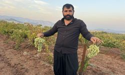 Çermik’te Üzüm Hasadı Başladı: Rekolte Yüksek, Üreticinin Yüzü Gülüyor