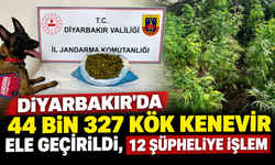 Diyarbakır'da 44 Bin 327 Kök Kenevir Ele Geçirildi, 12 Şüpheliye İşlem