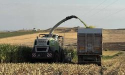Diyarbakır’da Silajlık Mısır Hasadı Başladı: Çiftçinin Yüzü Gülecek mi?